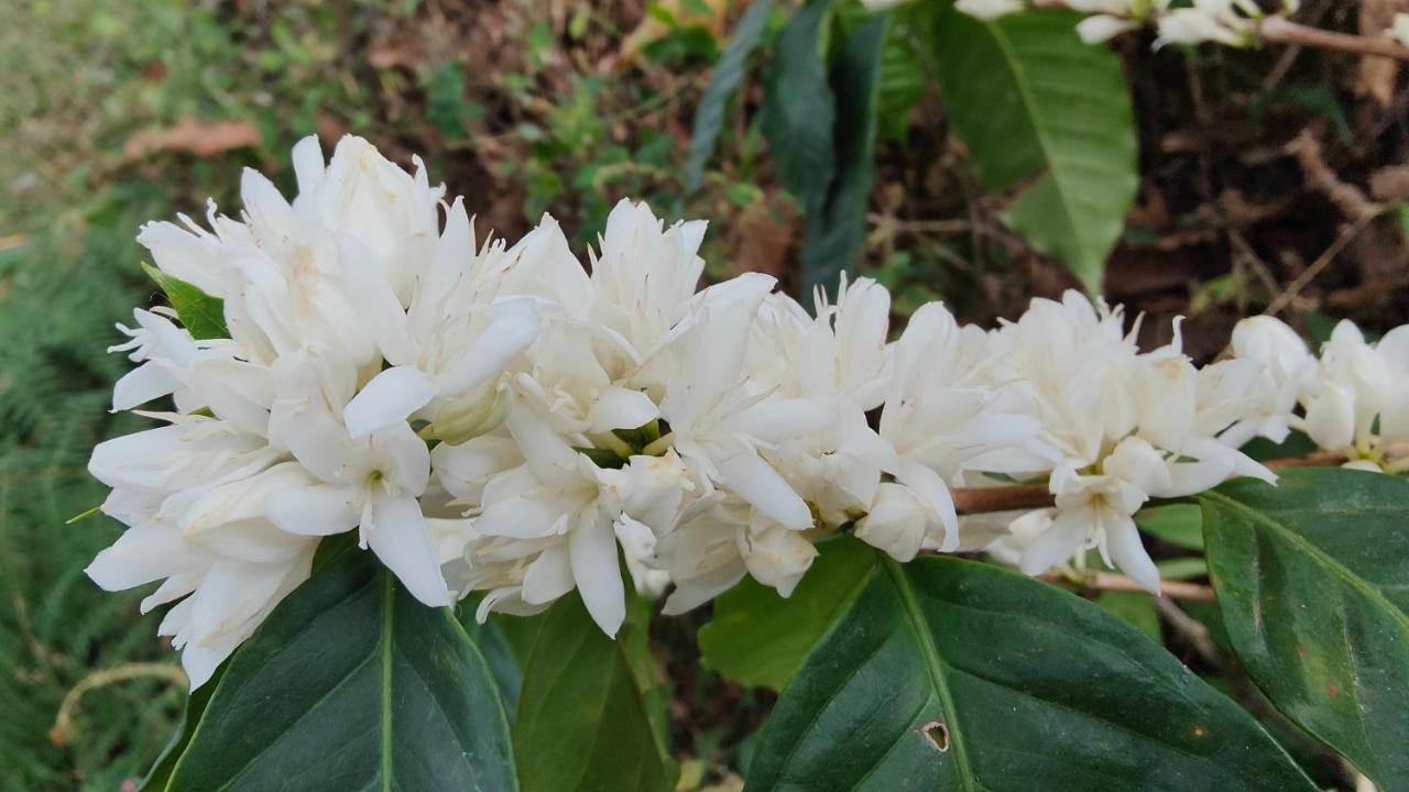 Minca Sintropia - Sustainable Lodge & Organic Coffee Finca Kültér fotó